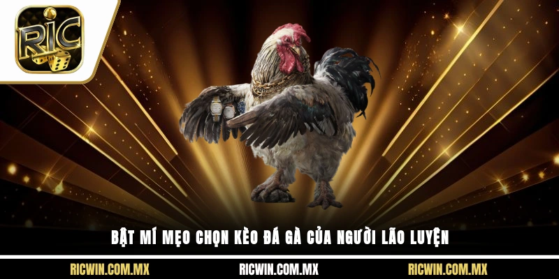 Bật mí mẹo chọn kèo đá gà theo chiến kê