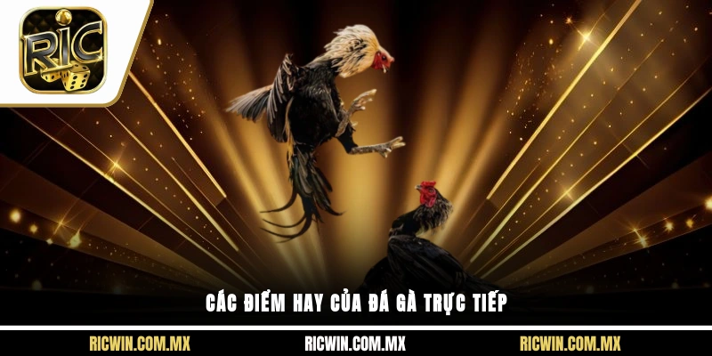 Các điểm hay của đá gà trực tiếp