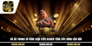 đá gà thomo có bình luận viên