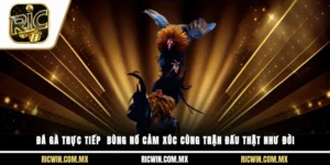 đá gà trực tiếp