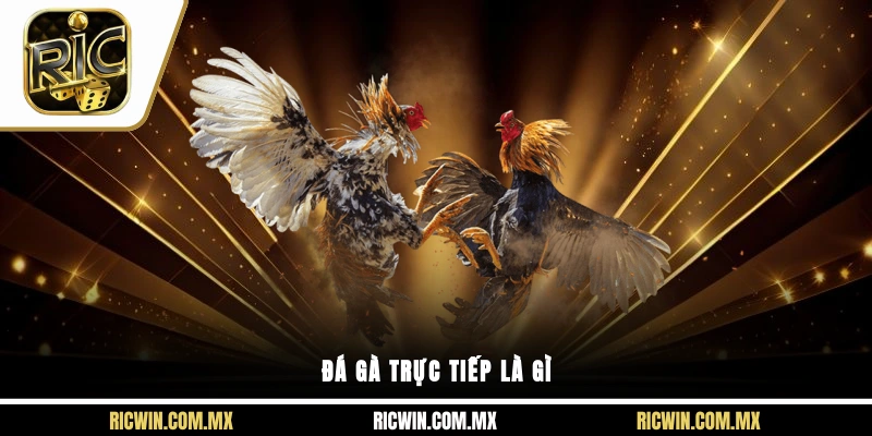 Đá gà trực tiếp là gì?