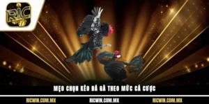 Mẹo chọn kèo đá gà