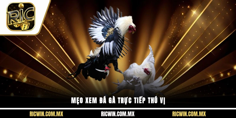 Mẹo xem đá gà trực tiếp thú vị