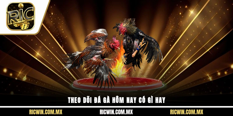 Theo dõi đá gà hôm nay có gì hay